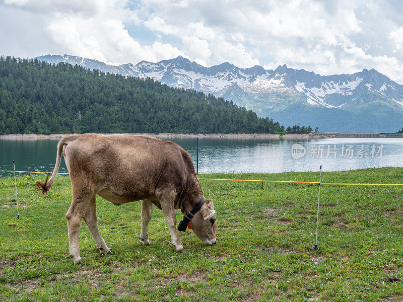 Cows in meadow against mountain range landscape, Switzerland
